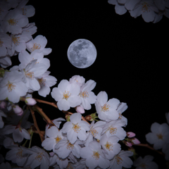 桜とブルームーン