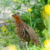 平成最後の野鳥探し③
