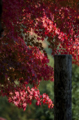 紅に染まる