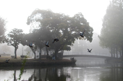 朝霧に煙るいつもの公園②