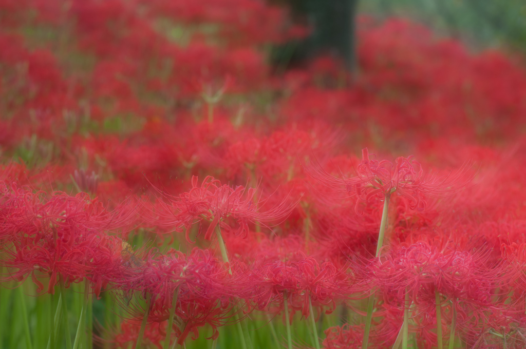 巾着田の曼殊沙華
