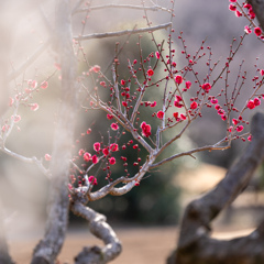 紅梅