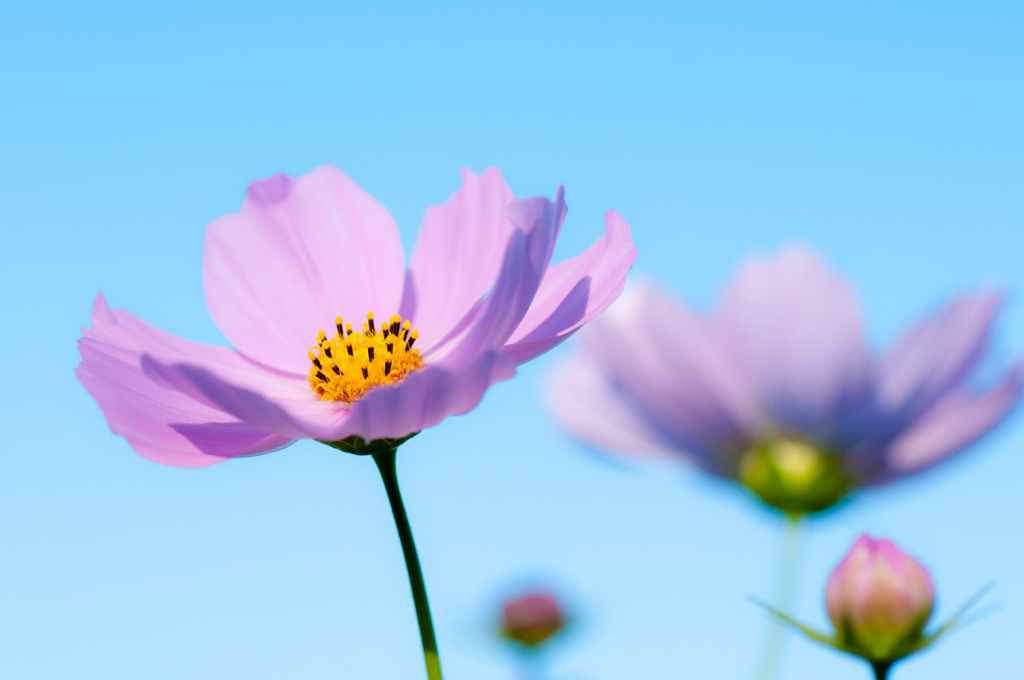 秋空秋桜