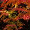 紅・黄・緑
