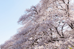 埼玉県伊奈無線山の桜（ワイド）