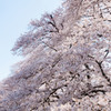 埼玉県伊奈無線山の桜（ワイド）