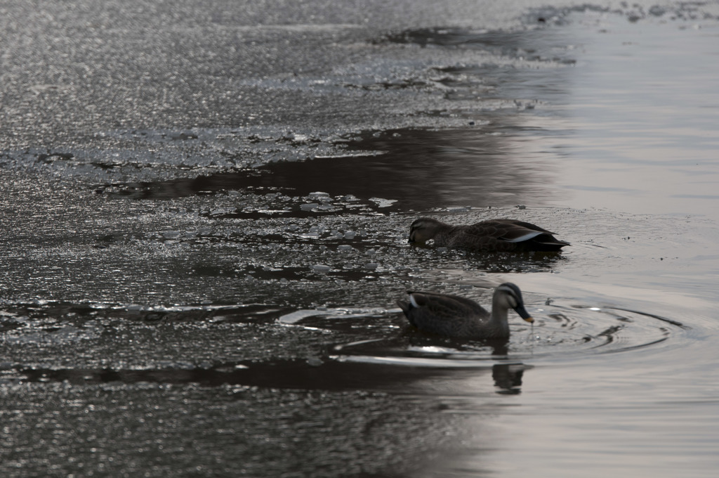 氷も美味しいね