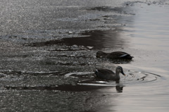 氷も美味しいね