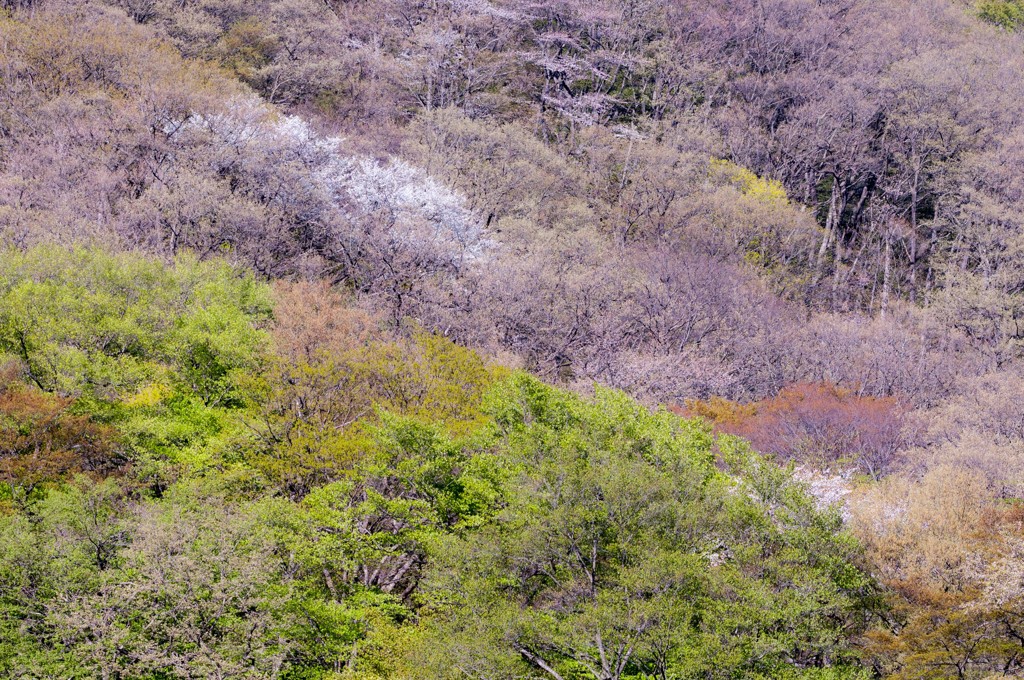 春、碓氷の山肌