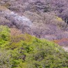 春、碓氷の山肌