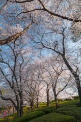 満開続く