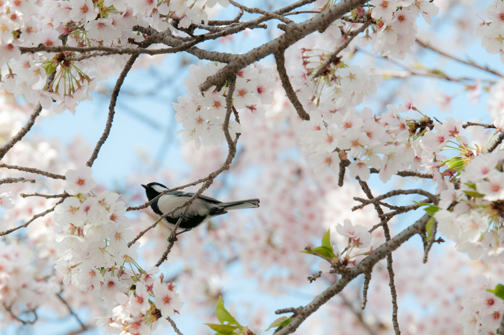 桜とシジュウカラ