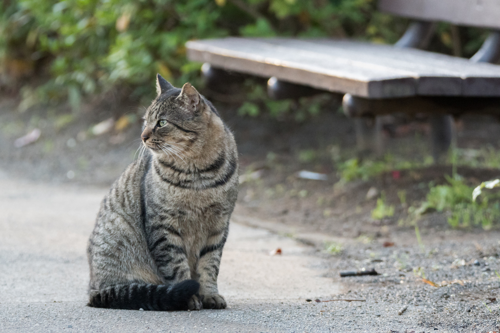 猫とベンチ