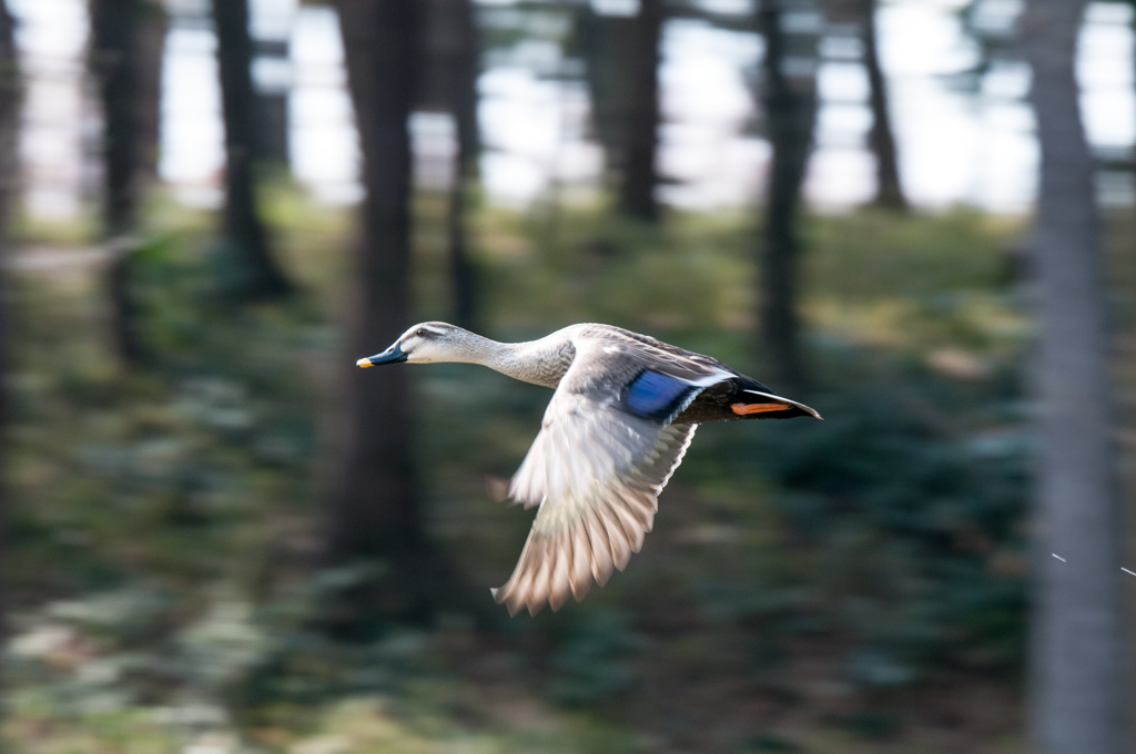 とっさの流し鳥