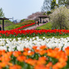 春の花リレー