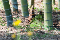 タケノコニョッキ
