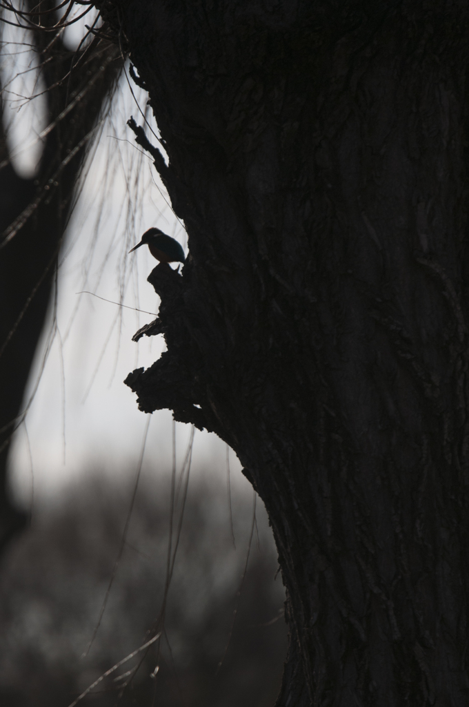 カワセミシルエット