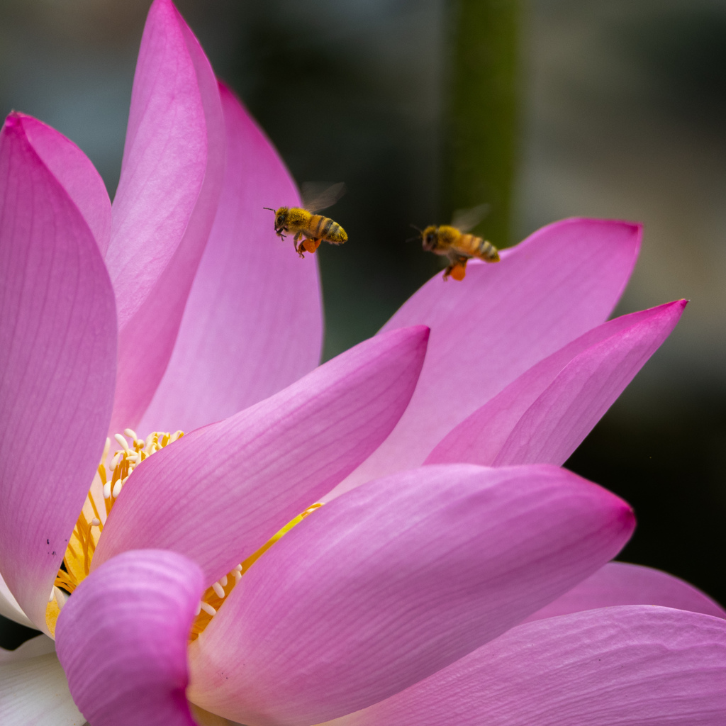 花粉たくさん古代蓮