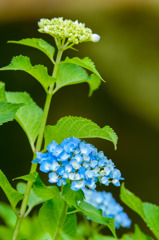 ちいさなあじさい