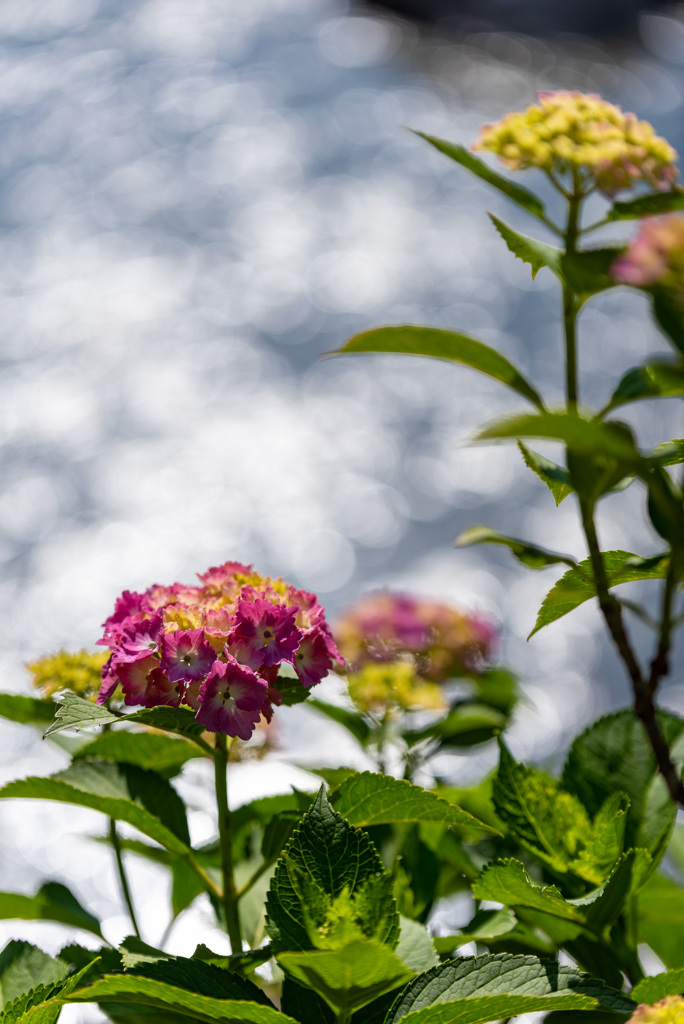 赤い紫陽花