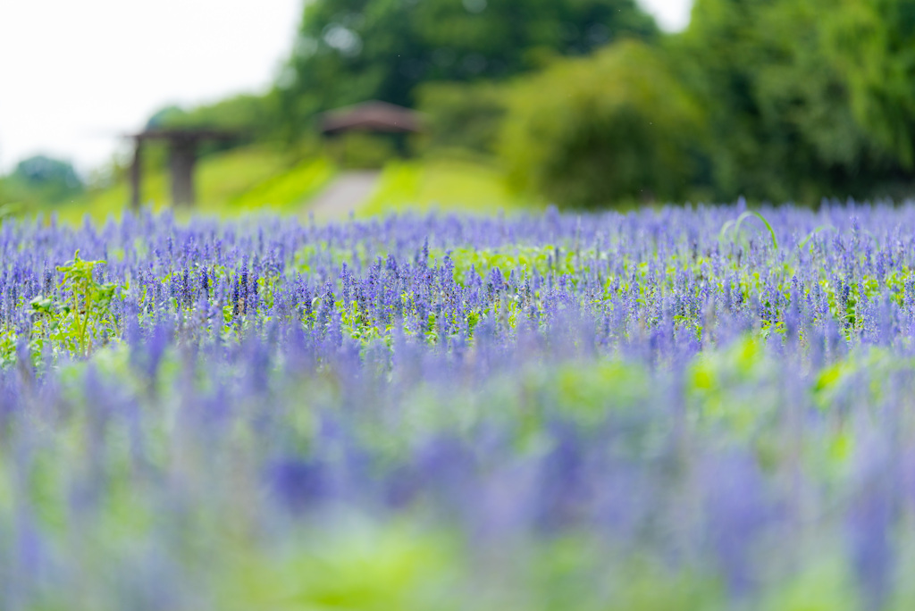 ブルーサルビア