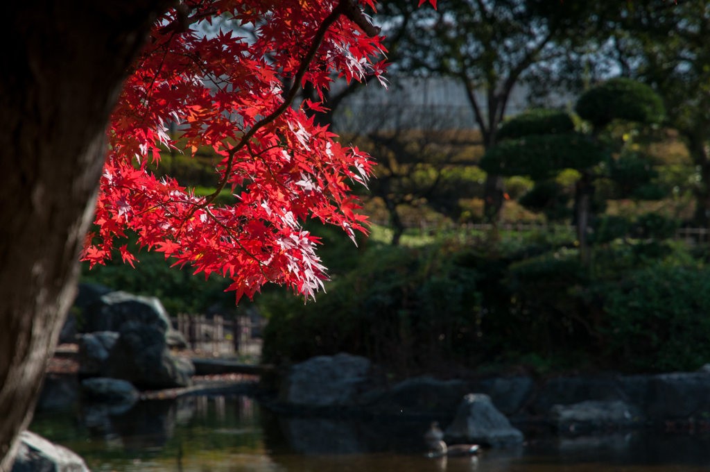 庭園