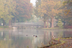 朝霧に煙るいつもの公園①