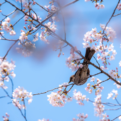 ヒヨドリもお花見