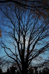 冬の樹