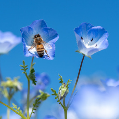 青空とネモフィラと蜂