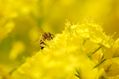 イエローパラダイス