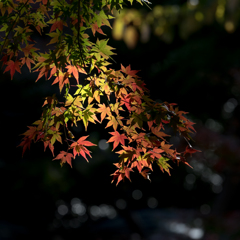 六義園の紅葉