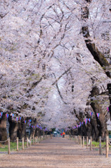 伊奈無線山の桜（１）