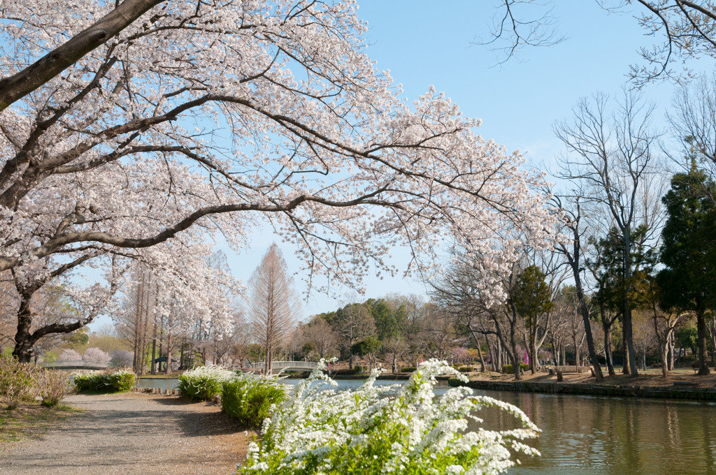 いつもの公園の春