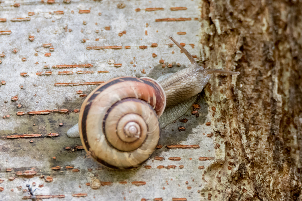 でんでんむしむしカタツムリ