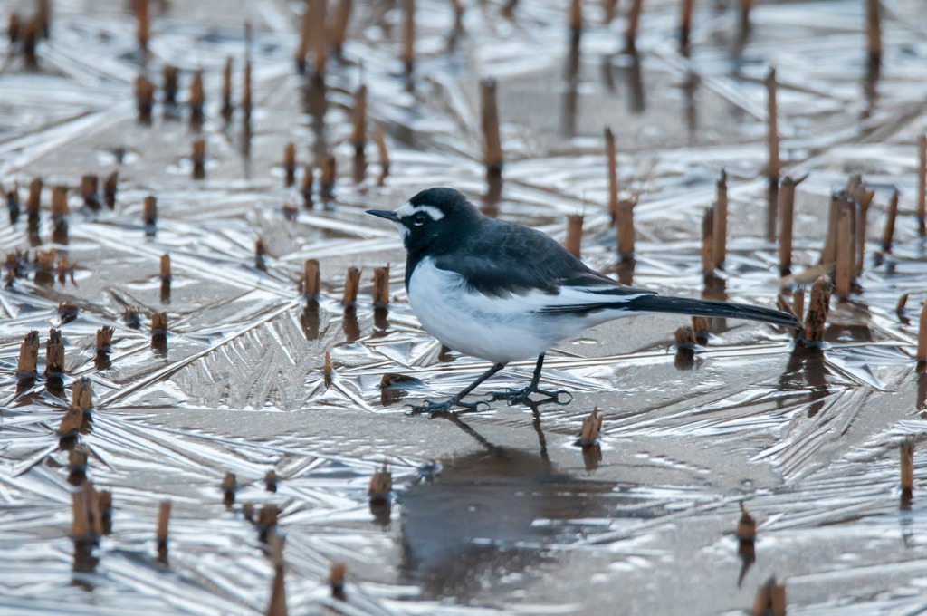 凍っちゃったよ