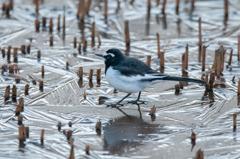 凍っちゃったよ