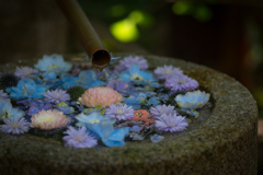 行田八幡神社の花手水（３）