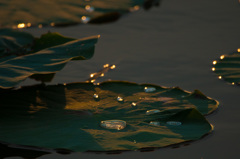 夕暮れ