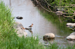 ヒレンジャクとツグミちゃん