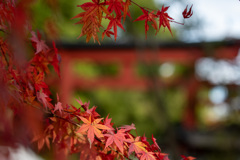 大宮氷川神社参道