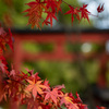 大宮氷川神社参道