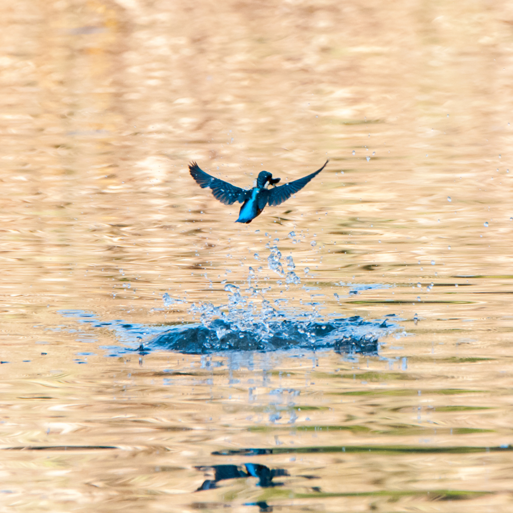 でかいの捕まえた