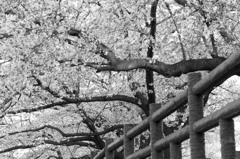 近所の桜をモノクロで