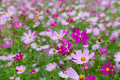 秋桜