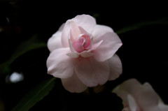 お花２