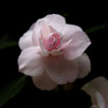 お花２