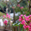 百日紅