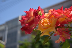 空仰ぎ花ま見ゆ