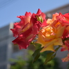 空仰ぎ花ま見ゆ